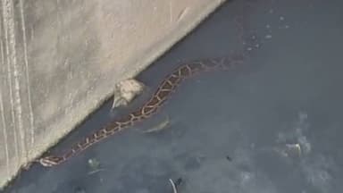 #अमेठी चौराहे के पास दिखा विशालकाय अजगर, #ytshortsvideo #viralreels #fbreels #deoriaup52 #deoria