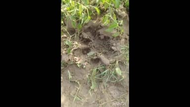 खण्डार: खंडार बालेर रेंज, बिचपुरी गुजरान गांव के समीप खेतों में बाघ की मौजूदगी के संकेत, ग्रामीणों में सतर्कता