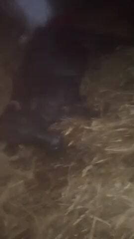 badayun ke gram Rasool ko khilane se Narayan