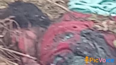 चुरहट: चुरहट विधानसभा के अहिरान टोल पर आग में गिरने से महिला की दर्दनाक मौत