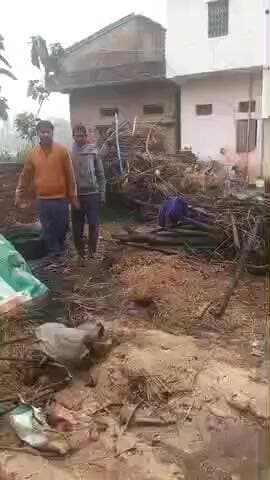 सिकंदरपुर: तिलौली गांव में मड़ई में लगी भीषण आग, दो बछियों की जलकर हुई मौत, एक गाय झुलसी