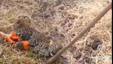 निफाड: करंजगाव शिवारात शेतात काम करत असलेल्या मजुरांना अचानक बिबट्याचा बछडा दिसल्याने परिसरात एकच खळबळ उडाली.