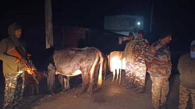 दिघलबैंक: दिघलबैंक में एसएसबी और पुलिस ने तस्करी के 9 मवेशी ज़ब्त किए, तस्कर फरार