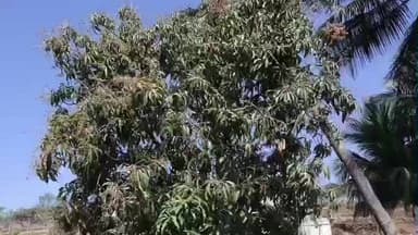 ભેસાણ: ધારાસભ્ય ગોપાલ ઈટાલિયા દ્વારા આગેવાનોને સાથે રાખીને બાગાયતી પાક કેરીને પાક નુકશાનીમાં સામેલ કરવા બાબતની સરકારમાં રજૂઆત