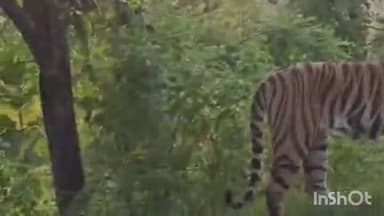 समुद्रपूर: खुर्सापार जंगलातील त्या वाघाला जेरबंद करण्यासाठी
वर्धा आणि नागपूर जिल्ह्यातील वनविभाची टिम राबविणार सयुक्त मोहीम