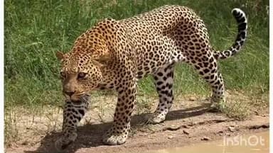 చంద్రగిరి నియోజకవర్గంలో చిరుత హల్ చల్ వీడియో వైరల్