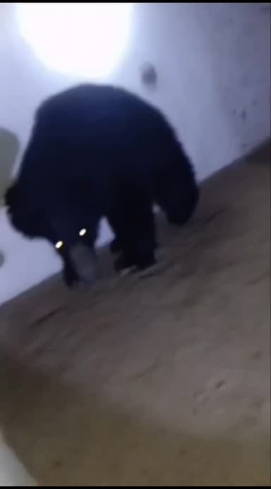 सिवनी में घर के घुसा भालू