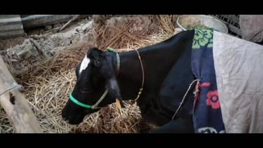 निज़ामाबाद: निजामाबाद के संत रविदास नगर में एफएमडी रोग का कहर, दर्जनों पशु बीमार, एक गाय की हुई मौत