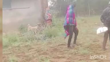 टुंडी: झीनाकी में हाथियों के झुंड ने आलू और चने की फसल को रौंदकर किया नष्ट