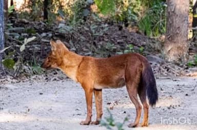 कन्नौद: कन्नौद के खिवनी अभ्यारण में पहली बार दिखा सोन कुत्ता, बाघ आकलन के पहले दिन बाघ भी आया नजर