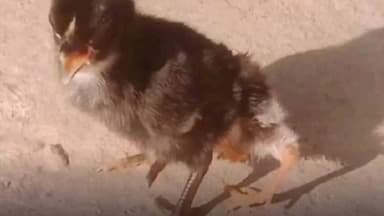 వాజేడు: గుమ్మడిదొడ్డిలో నాలుగు కాళ్లతో జన్మించిన కోడిపిల్ల..!