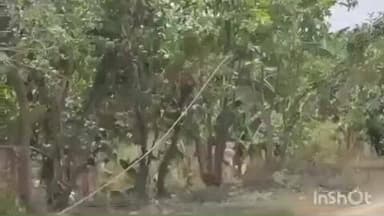 नावकोठी: नावकोठी प्रखंड क्षेत्र में कड़ाके की ठंड से जनजीवन प्रभावित