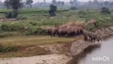 मांडू: रामगढ़ प्रखंड में हाथी का अलर्ट, जिला सूचना जनसंपर्क कार्यालय ने नागरिकों को किया सतर्क