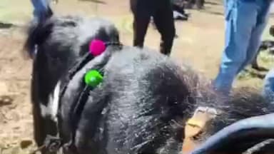 लोहा: अबबब....! यंदाच्या माळेगाव यात्रेत तब्बल सव्वा कोटीचा बोकड ठरला विषेश आकर्षण