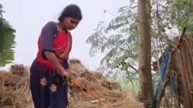 जलालगढ़: जलालगढ़ प्रखंड के हांसी रहिका में दिखा विषैला रसैल वाइपर