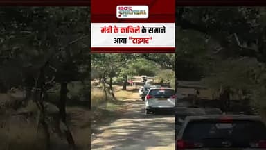 मंत्री के काफिले के समाने आया "टाइगर" | Rakesh Shukla | Ranthambore