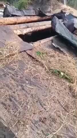 पोखरी: पोखरी क्षेत्र में भालूओं का आतंक, एक गाय को मार डाला, ग्रामीणों में खासा दहशत