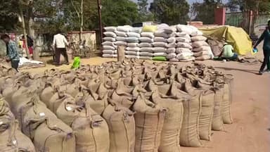 रीठी: मुंहास धान मोहास में बड़ी संख्या में किसान पहुंच रहे हैं