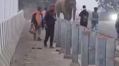 सिमरिया: जंगल से भटका हाथी मुरवे रेलवे ओवरब्रिज पर पहुंचा, लोगों को किया परेशान