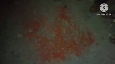 पंधाना: कोहदड़ मोरी के पास मिर्ची पाउडर डालकर ₹1.5 लाख की लूट की झूठी कहानी, किसान ने कर्ज के चलते रची साजिश