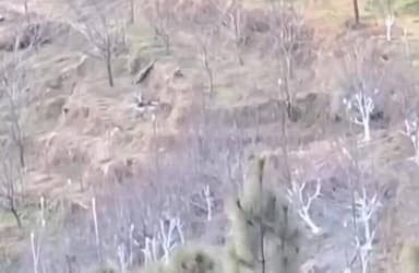 कुमारसैन: कुमारसैन के गागल में तीन शावकों के साथ मादा भालू दिखी, दहशत का माहौल