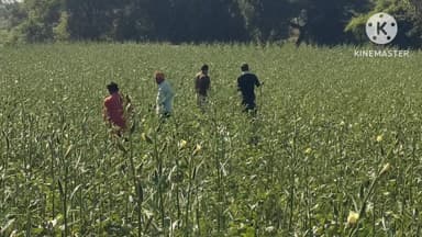 पंधाना: बोरगांव पुलिस ने आरूद खेत से चौकी मामले में फरार 35 वर्षीय युवक को भिंडी तोड़ते पकड़ा