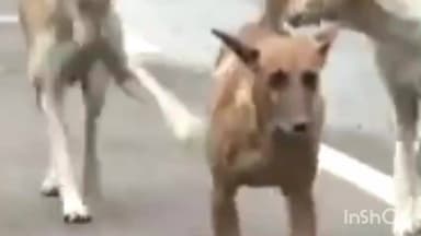 रेणापूर: शहरातील गल्लीबोळासह, चौका चौकात पिसाळलेल्या कुत्र्याने घेतला दहा जणांना चावा नागरिकांमध्ये भीतीचे वातावरण