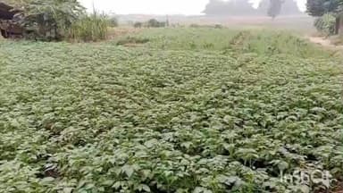 मंझिआंव: मझिआंव प्रखंड क्षेत्र में ठंड और घने कोहरे से जनजीवन प्रभावित