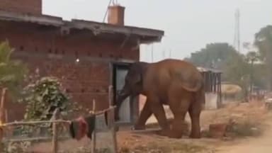 गोमिया: गोमिया के कई इलाकों में हाथियों का आतंक, वीडियो वायरल होने से ग्रामीणों में दहशत