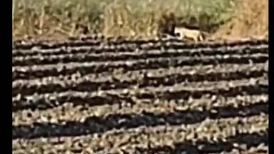 सेलू: बिबट्याचा वावर असलेल्या ठिकाणी नागरिकांनी सतर्क राहून वनविभागाच्या सूचनांचे पालन करावे वनाधिकारी जाधव यांची माहिती