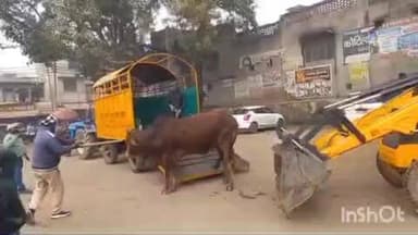 इगलास: इगलास नगर में घूम रहे आवारा गोवंशों को पशु चिकित्सालय की टीम ने गौशाला भिजवाया