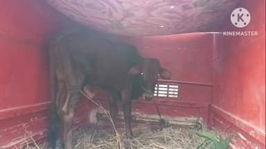 कुढ़नी: मनियारी थाना क्षेत्र में ग्रामीणों ने गोवंश को कराया मुक्त, तीन मवेशी तस्कर गिरफ्तार