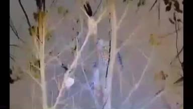 हरिद्वार: रणसुरा गांव से सटे खेतों में शिकार की तलाश में पहुंचे गुलदार ने खुद बनाया शिकार, वन विभाग की टीम ने किया रेस्क्यू