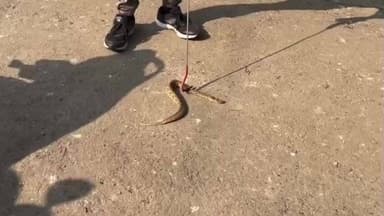 गोमिया: गोमिया रेलवे फाटक के पास एशिया के सबसे खतरनाक सांप की सूचना पर पहुंचे स्नेक कैचर