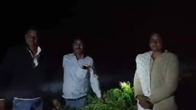 देऊळगाव राजा: तुरीच्या पिकामध्ये गांजाची लागवड! 12:30 लाख रुपयांचा मुद्देमाल जप्त, बुलढाणा स्थानिक गुन्हे शाखेची कारवाई