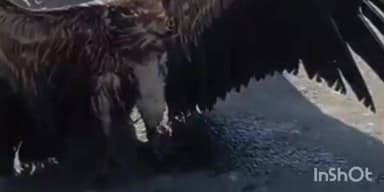 सरायगढ़ भपटियाही: अत्यधिक ठंड के कारण आज शाम 5 बजे एक गिद्ध सड़क किनारे अस्वस्थ मिला