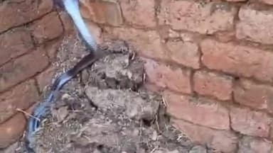 नरवर: मगरोनी: कंडों में निकली नागिन, लोगों में मची अफरा-तफरी, सर्प मित्र ने किया रेस्क्यू