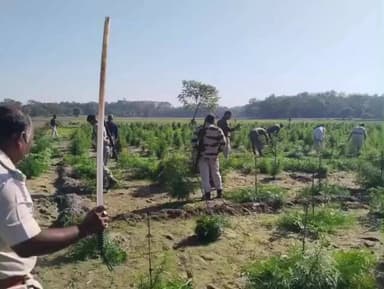 কোচবিহার ২: ডিসেম্বরের আজ পর্যন্ত জেলা জুড়ে ১৭৬ বিঘা জমির গাজা নষ্ট করা হয়েছে, জানালো কোচবিহার জেলা পুলিশ