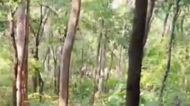 ବାଲିଗୁଡା: ଫୁଲବାଣୀ ସହର: କଟଗଡ ରେ ହାତି 8ଟିକିଆ ହାତି ପୋଲ, ଗ୍ରାମବାସୀ ମଧ୍ୟରେ କକୁଆଭୟ