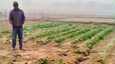 चाकुलिया: जामबनी गांव में हाथियों का उत्पात, मुखिया समेत किसानों की फसल बर्बाद