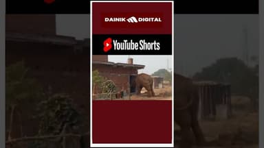 #bokaro के विभिन्न क्षेत्रों में हाथियों ने मचाया आतंक , #videoviral ग्रामीणों में दहशत #shorts