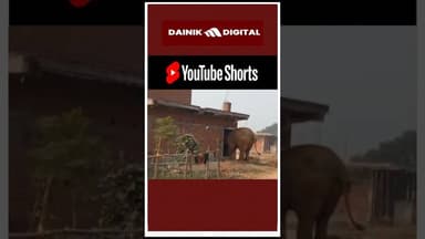 #bokaro के विभिन्न क्षेत्रों में हाथियों ने मचाया आतंक , #videoviral , ग्रामीणों में दहशत #elephant