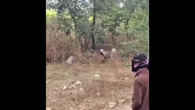 मऊरानीपुर: कंजा गांव में लकड़बग्घे को देख ग्रामीण हुए दहशत में, वीडियो हुआ वायरल