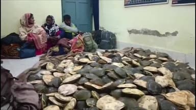 बरहरुवा: फरक्का एक्सप्रेस से ज़ब्त कछुए आरपीएफ ने वन विभाग को सौंपे, साहिबगंज गंगा में 662 कछुए छोड़े जाएंगे