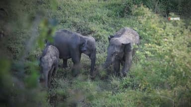 Dhanbad से Ramgarh तक हाथी का आतंक!6 लोगों की गई जान
#thenewspost #dhanbad #dhanbadnews #dhanbadupdates #dhanbadjharkhan...