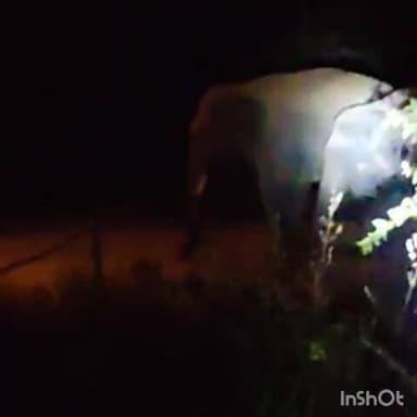 कटघोरा: कुम्हारी सानी के भर्रापारा में तीन हाथियों का आतंक, गांव में फैली दहशत