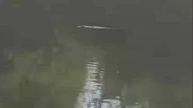 मंदसौर: शिवना नदी कोर्ट रोड पर दिखा मगरमच्छ, लोगों ने वन विभाग से पकड़ने की मांग की