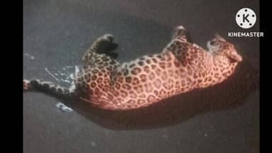 कारंजा: वाहनाची धडक.. बिबट्या गतप्राण.. बोरगाव फाटा जवळील घटना.. गारपीट वन विभागात शवाविच्छेदन अंत्यसंस्कार