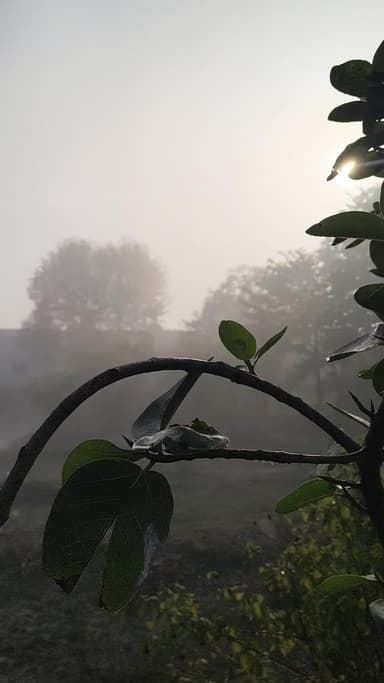 गोटेगांव शहर में शुक्रवार को मौसम अचानक बदल जिसमें दिन की शुरुआत से ही कांपने वाली ठंड का एहसास हुआ सुबह हल्की धूप नजर आई और उसके बाद अचानक कोहरा सक्रिय हो गया
