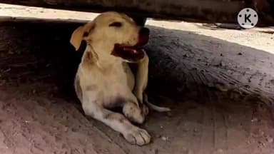 मुळशी: माण येथे सायकल स्पर्धेसाठी गतिरोधक काढल्याने प्रवाशांच्या सुरक्षेची ऐशी तैशी